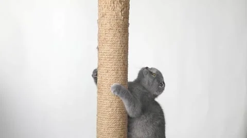 Gray kitten scottish fold climbs on a scratching post Video stock 195967576