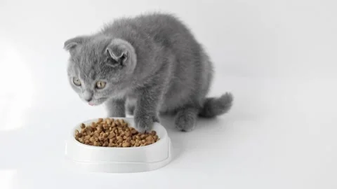 Gray kitten scottish fold eats dry food and looks straight on a light background Stock-Footage 194393470