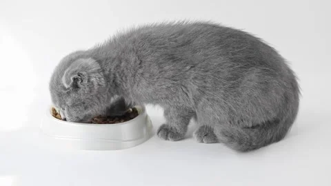 Gray kitten scottish fold eats dry food on a light background Video stock 194393503