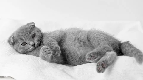 Gray kitten scottish fold falls asleep on a light background Stock-Footage 194393530