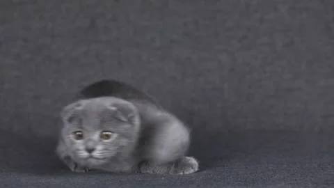 Gray kitten scottish fold on a gray sofa Video stock 196370997