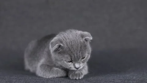 Gray kitten scottish fold licks paw Video stock 203795207