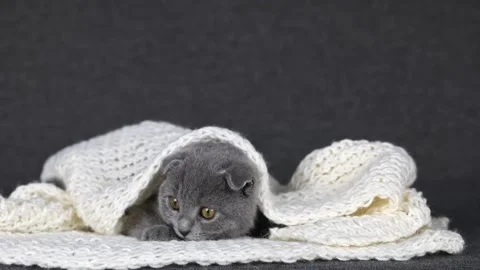 Gray kitten scottish fold lies in a white knitted scarf looks around Video stock 196371860