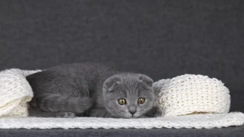 Gray kitten scottish fold lies on a white knitted scarf Stock-Footage 196371899