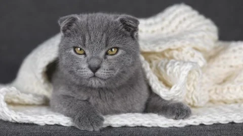 Gray kitten scottish fold lies in a white knitted scarf Stock Footage 196372218