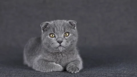 Gray kitten scottish fold lies looking around Stock Footage 201352583