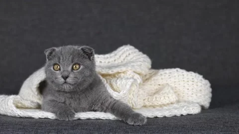Gray kitten scottish fold lies in a white knitted scarf 動画素材 201352631