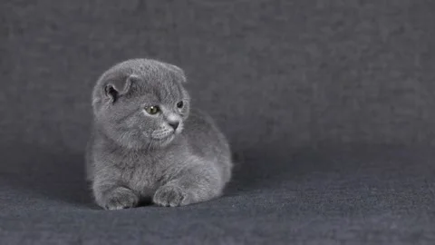 Gray kitten scottish fold lies and looks around Video stock 204953136