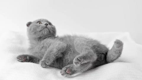 Gray kitten scottish fold lies on a light background Video stock 204953286