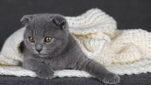 Gray kitten scottish fold lies in a white knitted scarf Video stock 220357063