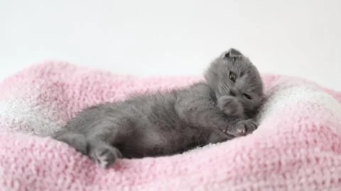 Gray kitten scottish fold lies on a pink knitted fabric Stock Footage 221473687
