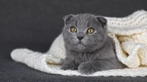 Gray kitten scottish fold lies on a white knitted scarf Stock Footage 221473838