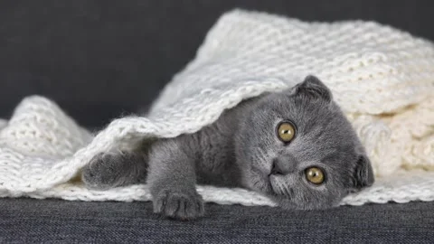 Gray kitten scottish fold lies in a white knitted scarf Stock Footage 224194736