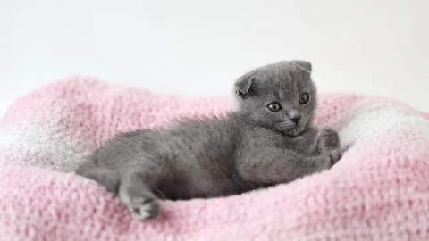 Gray kitten scottish fold lies on a pink knitted fabric Stock Footage 233209402