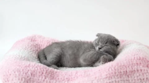 Gray kitten scottish fold lies on a pink knitted fabric Stock Footage 234652215