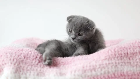 Gray kitten scottish fold lies on a pink knitted fabric Stock Footage 235653100