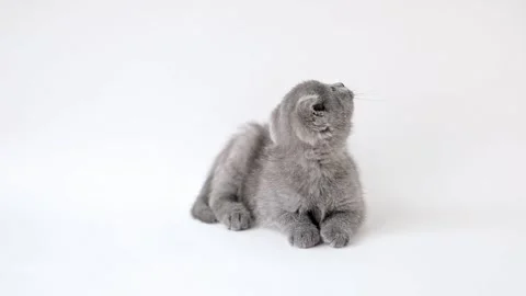 Gray kitten scottish fold on a light background turns its head Video stock 191133952