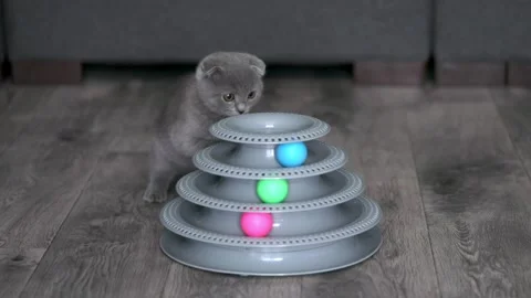 Gray kitten scottish fold plays with a ball Video stock 195613164