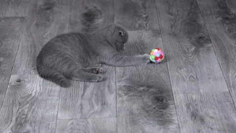 Gray kitten scottish fold plays lying down with a ball Video stock 196371097