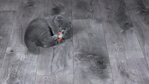 Gray kitten scottish fold plays with a ball on the floor Stock Footage 198980845