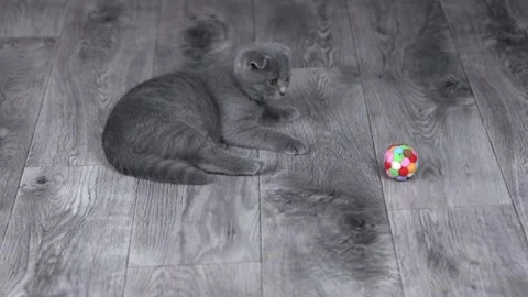 Gray kitten scottish fold plays with a colored ball on the floor Stock Footage 201352595