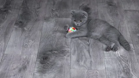 Gray kitten scottish fold plays lying down with a ball Stock Footage 204953318