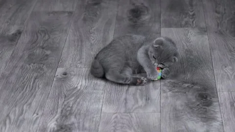Gray kitten scottish fold plays with a ball on the floor Stock Footage 220357015