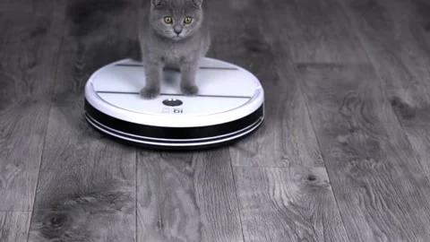 Gray kitten scottish fold rides on a white robot vacuum cleaner Stock-Footage 196372525