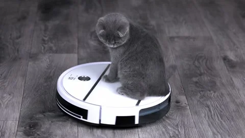 Gray kitten scottish fold rides a robot vacuum cleaner Stock Footage 198980958