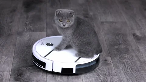 Gray kitten scottish fold rides on a white robot vacuum cleaner Stock Footage 201352635
