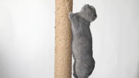 Gray kitten scottish fold sharpens its claws Stock Footage 196372609