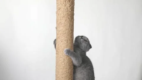 Gray kitten scottish fold sharpens its claws 스톡 동영상 201352657