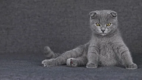 Gray kitten scottish fold sits on a gray background and looks around Video stock 196371323