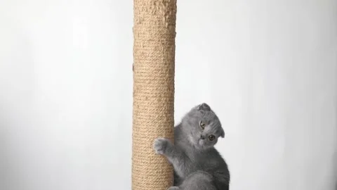 Gray kitten scottish fold sits on a scratching post Video stock 198980980