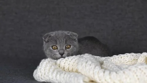 Gray kitten scottish fold sits and looks around Video stock 201130008