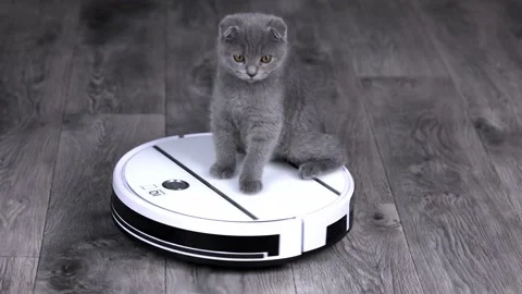 Gray kitten scottish fold spinning on a white robot vacuum cleaner Stock Footage 195967566