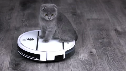 Gray kitten scottish fold spinning on a white robot vacuum cleaner Stock Footage 204953395