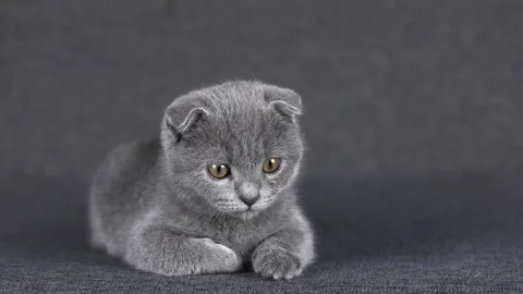 Gray kitten scottish fold with yellow eyes lies and looks around Stock Footage 220305113