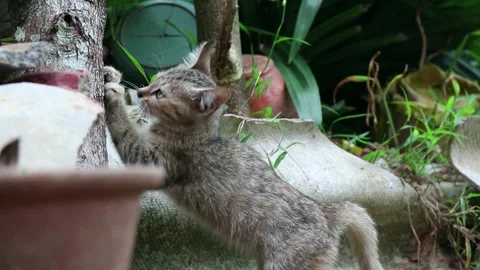 A Gray Kitten Sharpening Its Nails By Scratching Them On A Tree Trunk Video stock 170661265
