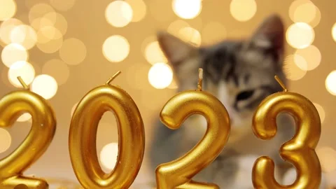 Gray kitten sit next to the figures of the new year 2023 on the background of Stock-Footage 220345158