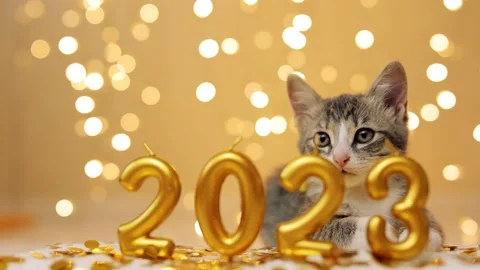 Gray kitten sit next to the figures of the new year 2023 on the background of Stock-Footage 220345163
