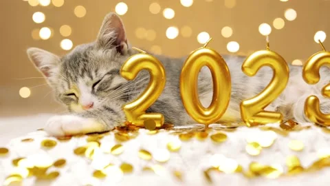Gray kitten sit next to the figures of the new year 2023 on the background of Stock-Footage 220345183