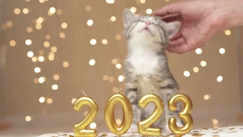 Gray kitten sit next to the figures of the new year 2023 on the background of Stock-Footage 221244226