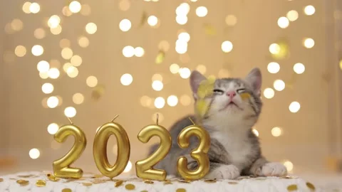 A Gray kitten sit next to the figures of the new year 2023 on the background of Stock-Footage 221244247