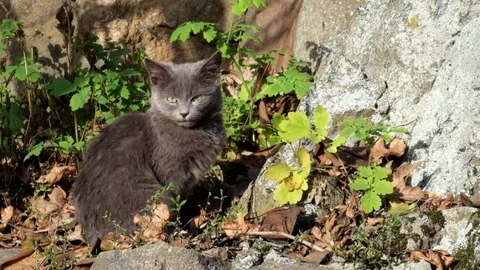 Gray kitten sits at the foot of the rock and basks under the sun's rays Stock Footage 82702174