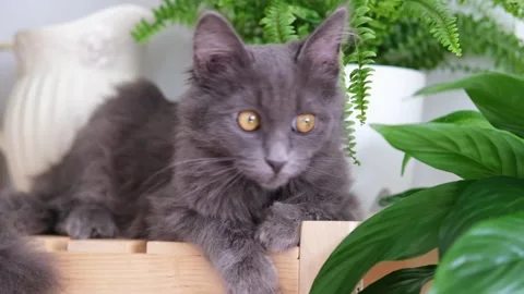 Gray kitten sits on a shelf among house plants Stock Footage 291581789