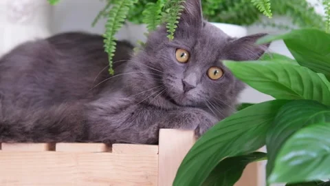 Gray kitten sits on a shelf among house plants Stock Footage 291582183