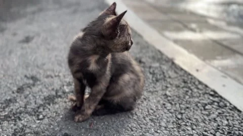 Gray kitten sits on street with curious eyes and fluffy fur in natural daylight Stock-Footage 314098400