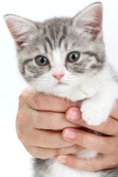 Gray kitten sitting on his hands and looks directly. Portrait of the Scottish Foto stock