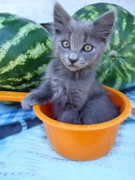 Gray kitten sitting in an orange bucket. Stock Photos